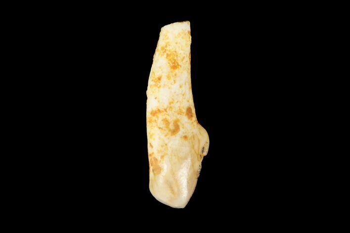 Eocene Primate (Necrolemur) Rooted Tooth Fossil - France #179988